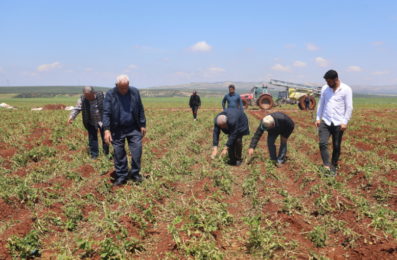 Hatay’da Dolu Felaketi 6 Bin Dönüm Tarım Arazisi Zarar Gördü (1)-1
