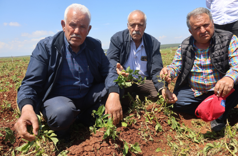 Hatay’da Dolu Felaketi 6 Bin Dönüm Tarım Arazisi Zarar Gördü-2