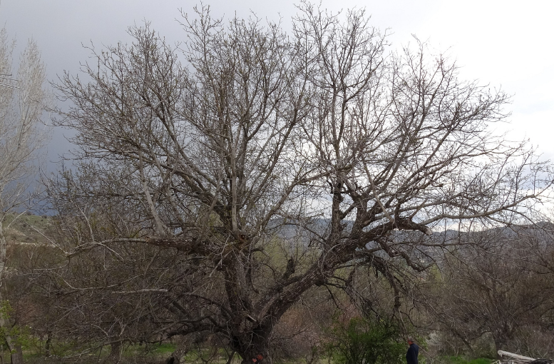 Malatya’da Asırlık Ceviz Ağacı Beş Kuşaktır Ayakta (1)