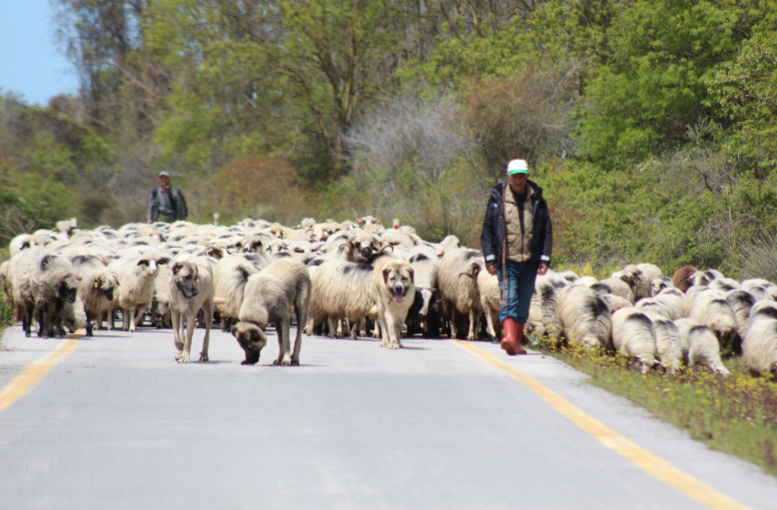 Samsun’da Asırlık Yayla Göçü Geleneği Sürüyor (2)