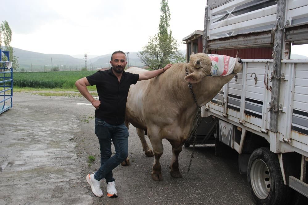 Tosun