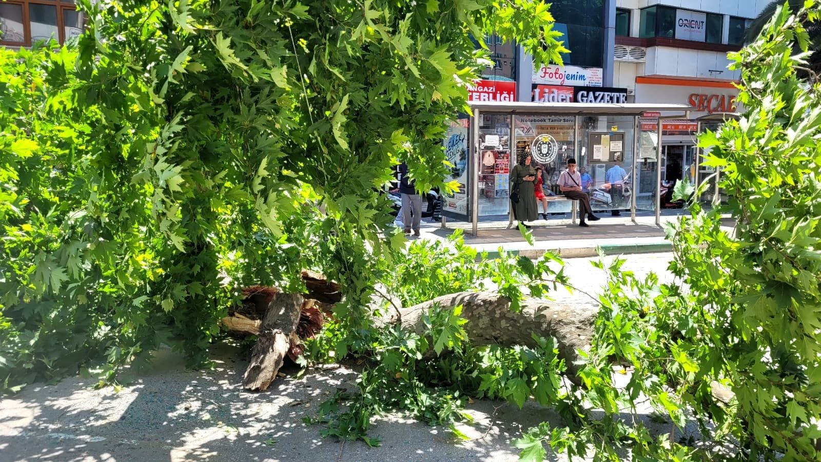 Bursa'da korku dolu anlar: Tarihi çınar yola devrildi-1