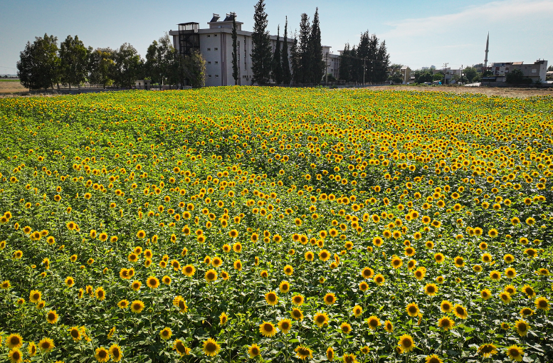 Ayçiçekleri Adana ovasını sarıya boyadı