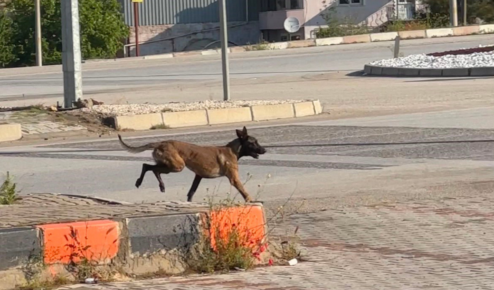 Ne Sandalye Ne Tekmeler Durduramadı Başıboş Köpek Kadının Kolunu Kopardı! (1)