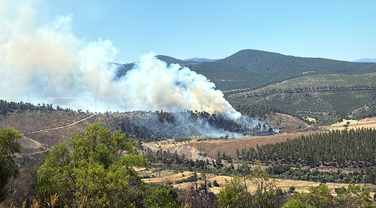 Bursa'da Orman Yangını Çıktı 1