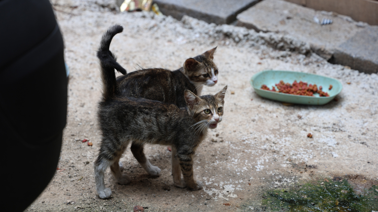 Kedi Mamasını Bile Çaldı! Güvenlik Kamerasına Yakalandı (1)