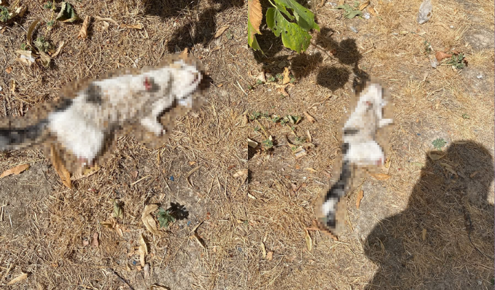 Esnafın beslediği kedi bacakları kesilmiş halde bulundu
